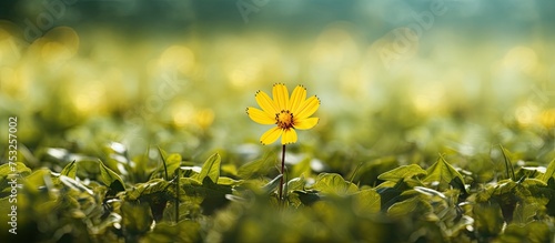 Vibrant yellow flower bloom...