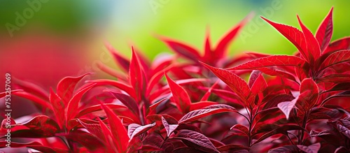 Vibrant Autumn: Crimson Lea...
