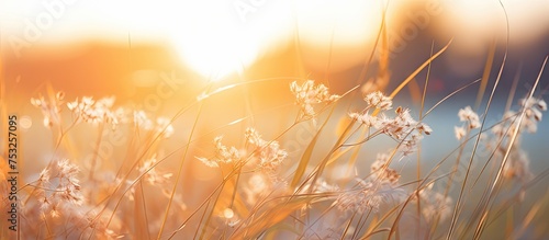 Golden Sunset Over Serene Field of Tall Grass with Diverse Flora and Fauna