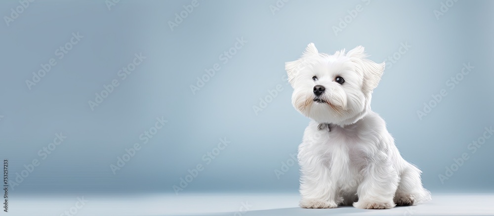 Serene White Dog Poses Gracefully on Vibrant Blue Background Serene White Dog Poses Gracefully on Vibrant Blue Background