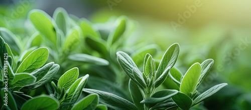 Lush Green Plant with Vibra...