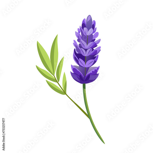 Beautiful Lavender herb