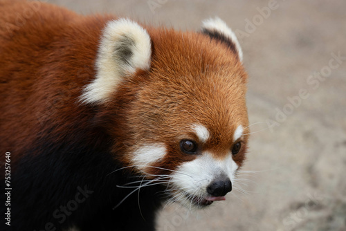 Close up Cute Fluffy Red Panda, Lesser Panda