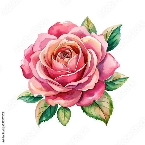 pink watercolor rose flower with green leaves on white