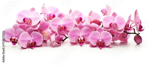 Elegant Pink Orchid Flowers Blossoming on Clean White Background