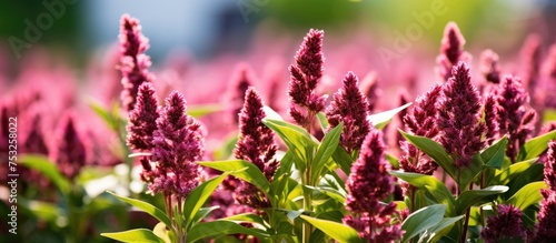 Enchanting Purple Flowers B...