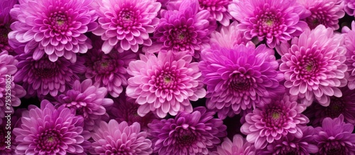 Vibrant Purple Flowers Gard...
