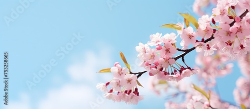 Delicate Cherry Blossom Bra...