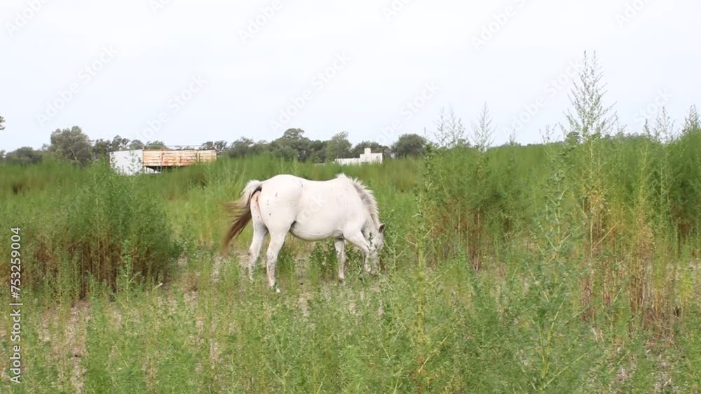 Caballo blanco criollo de la pampa sudamericana de Argentina, se usa para trotar, pastorear y arrear ganado, comiendo en el campo con pastos verdes, sacude la cola para ahuyentar a los insectos Caballo blanco criollo de la pampa sudamericana de Argentina, se usa para trotar, pastorear y arrear ganado, comiendo en el campo con pastos verdes, sacude la cola para ahuyentar a los insectos