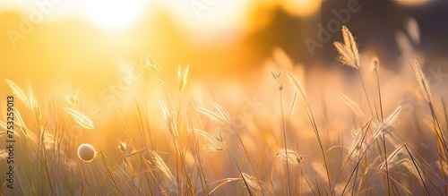 Golden Sunlight Illuminating Serene Meadow with Lush Green Grasses and Wildflowers