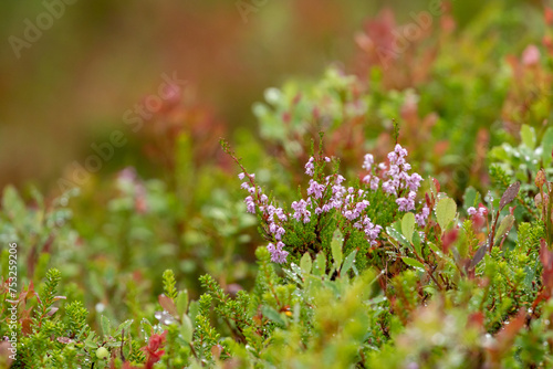 Blooming heather, Calluna vulgaris in Finnish nature, Northern Europe