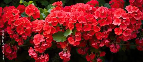Vibrant Crimson Blooms Dang...