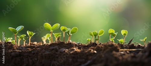Vibrant Close-up of Thriving Seedlings Sprouting in Fertile Soil Filled with Nutrients