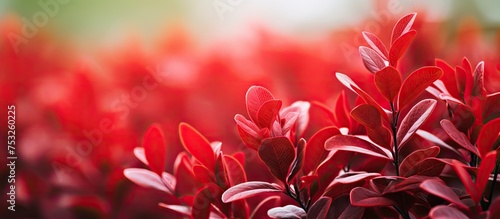 Vibrant red leaves in the s...