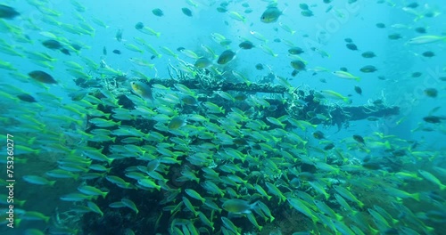 Flock herd of yellow Jack fish bait ball. A fish swimming around the mast of a sunken ship and a diver in the background. Seascape with schooling yellow Jack fish in the sunken ship of the Caribbean photo