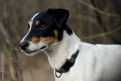 Canvas Print Parson russell terrier