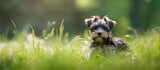 Adorable Puppy Rests Contentedly on Lush Green Grass in a Peaceful Moment