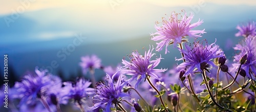 Serene Purple Flowers Blooming in the Majestic Mountain Landscape