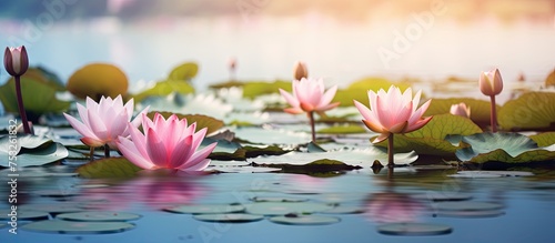 Tranquil Scene of Pink Wate...