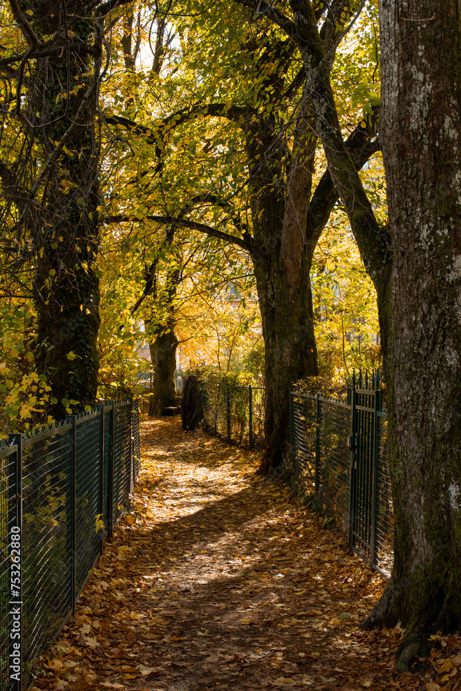 Naklejka premium Autumn Pathway Flanked by Trees