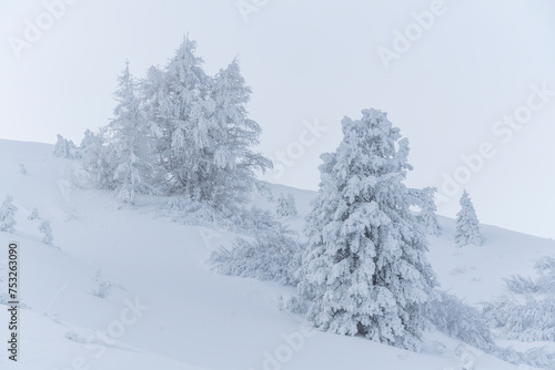 verschneite Bäume am Grödner Joch, Passo Gardena, Südtirol, Alto Adige, Italien