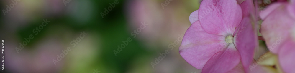 pink hydrangea flowers background close up pink hydrangea flowers background close up