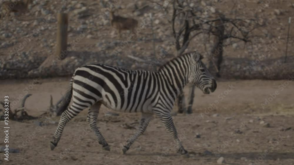 Slow motion trotting zebra in the wild Slow motion trotting zebra in the wild