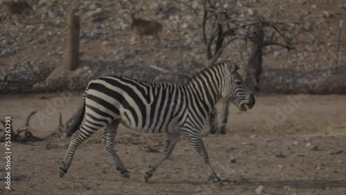 Slow motion trotting zebra in the wild
