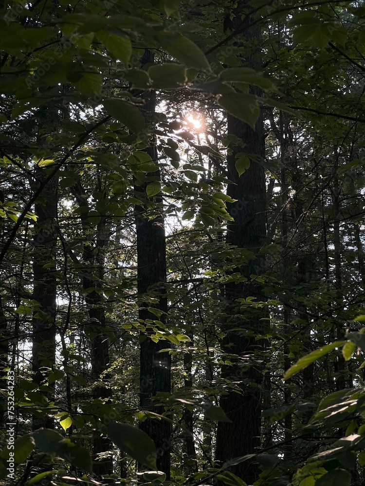 Fototapeta premium Tranquil Woods Hiking: Immersed in Nature's Serenity