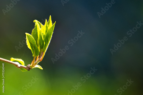 A single thin branch juts out onto a light colored green and dark green blurry backdrop with sunshine. The branch has new blooms exposing young lush pointy green leaves from an alder bush stem.