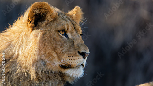 Close-up of a young male lion (Panthera leo) in profile, with focus on its facial features and mane. The photograph has a blurred background which highlights the animal's head and mane.