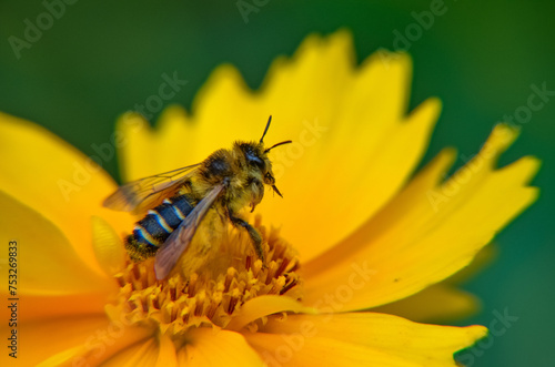 Pszczoła na żółtym kwiatku © Pawel Filusz