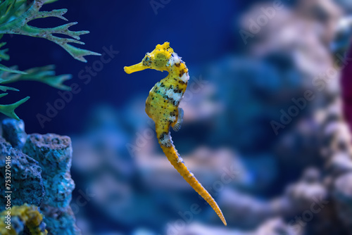 Yellow Slender Seahorse (Hippocampus reidi) or Longsnout Seahorse