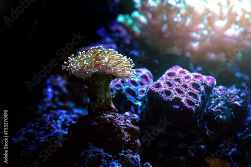 Aquarium Torch Coral (Euphyllia sp.) photo