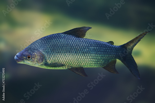 Streaked prochilod (Prochilodus lineatus) - Freshwater fish photo