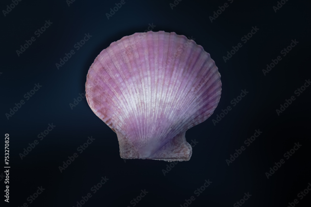 Purple Scallop Shell (Mimachlamys crassicostata) - Seashell - obrazy, fototapety, plakaty 