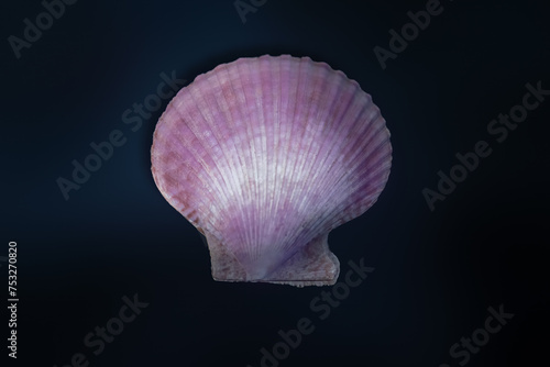 Purple Scallop Shell (Mimachlamys crassicostata) - Seashell