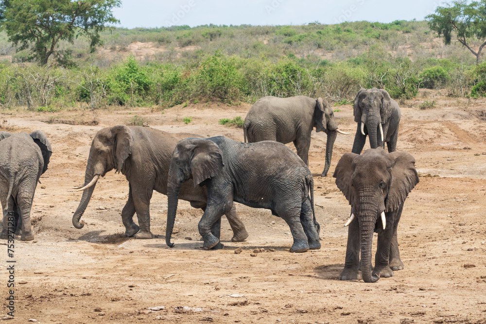 Fototapeta premium African elephants