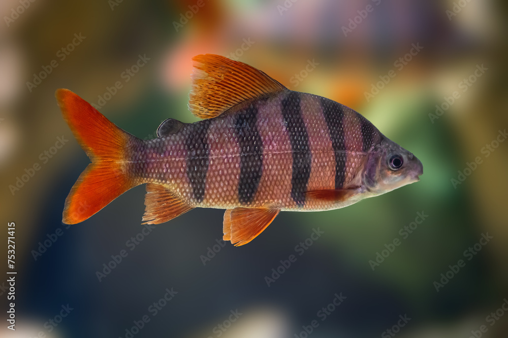 Six-banded Distichodus (Distichodus sexfasciatus) - Freshwater fish