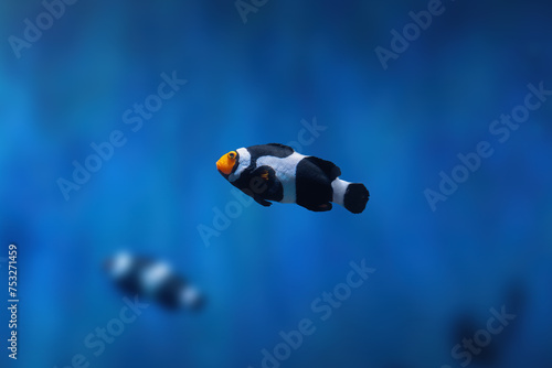Black Onyx Clownfish (Amphiprion percula) - Aquarium fish