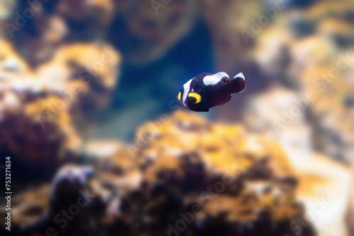 Saddleback Clownfish (Amphiprion polymnus) - Marine fish photo