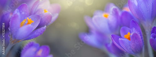 Spring background with purple flowering crocus isolated .