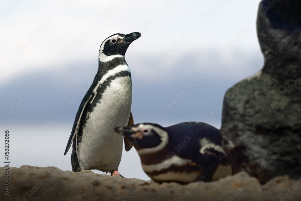 Fototapeta premium Magellanic Penguin (Spheniscus magellanicus) - South American Penguin
