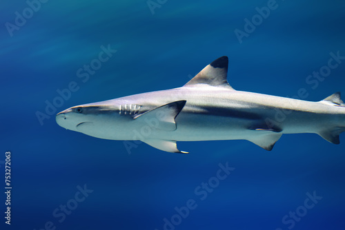Blacktip Shark (Carcharhinus limbatus) underwater photo