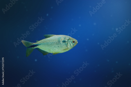 Yellow-tail Lambari (Astyanax altiparanae) - Freshwater fish photo