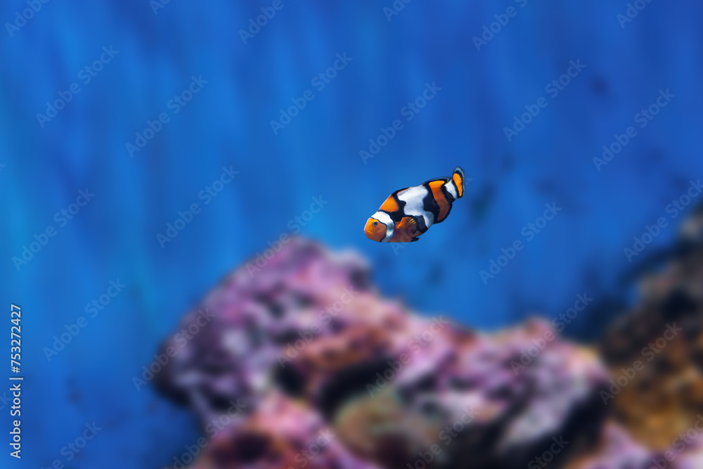 Orange Clownfish (Amphiprion percula) - Marine fish - obrazy, fototapety, plakaty 