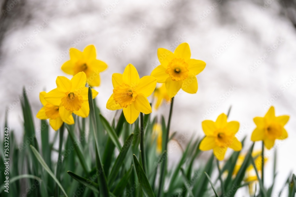 Yellow narcissus flowers blooming. Narcissus minor. Group of lesser daffodil. Least daffodil