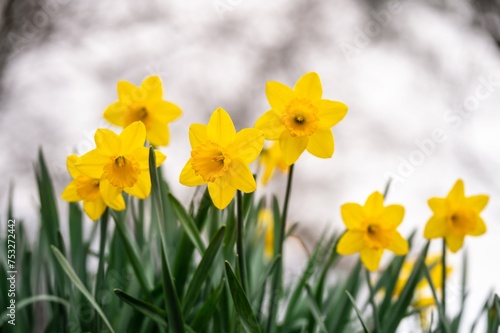 Yellow narcissus flowers blooming. Narcissus minor. Group of lesser daffodil. Least daffodil