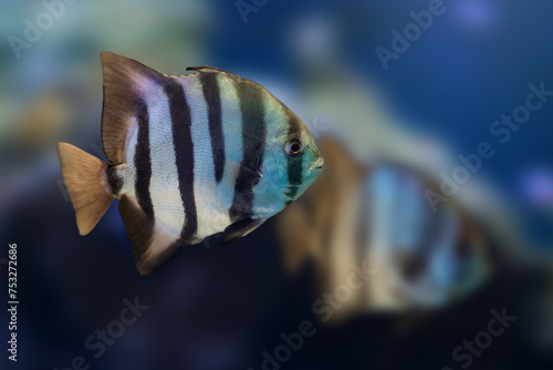 Tableau sur toile Atlantic Spadefish (Chaetodipterus faber) - Marine fish
