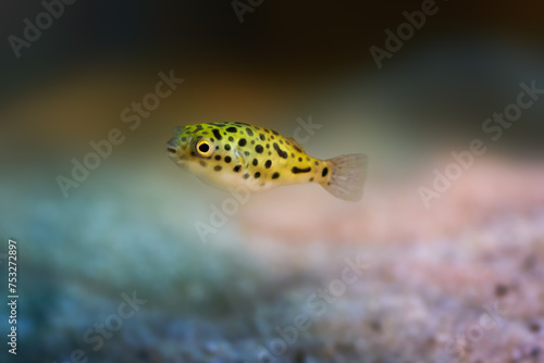 Green Spotted Puffer (Dichotomyctere nigroviridis) - Freshwater fish photo